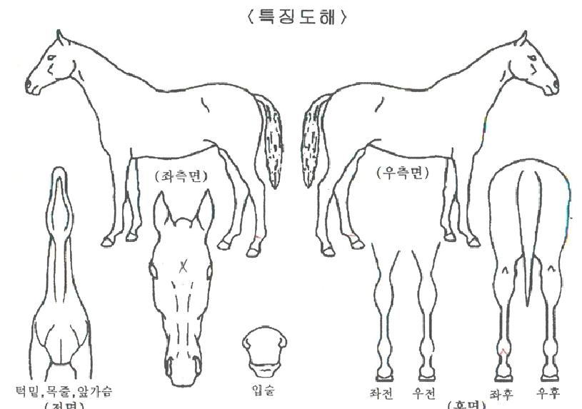 ���ϵ彺Ÿ�ڸ��� ����,���,�޸�,�λ�,�ٸ��� Ư¡����