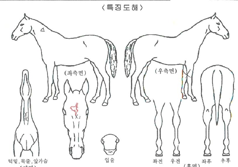 �޷�����í���� ����,���,�޸�,�λ�,�ٸ��� Ư¡����