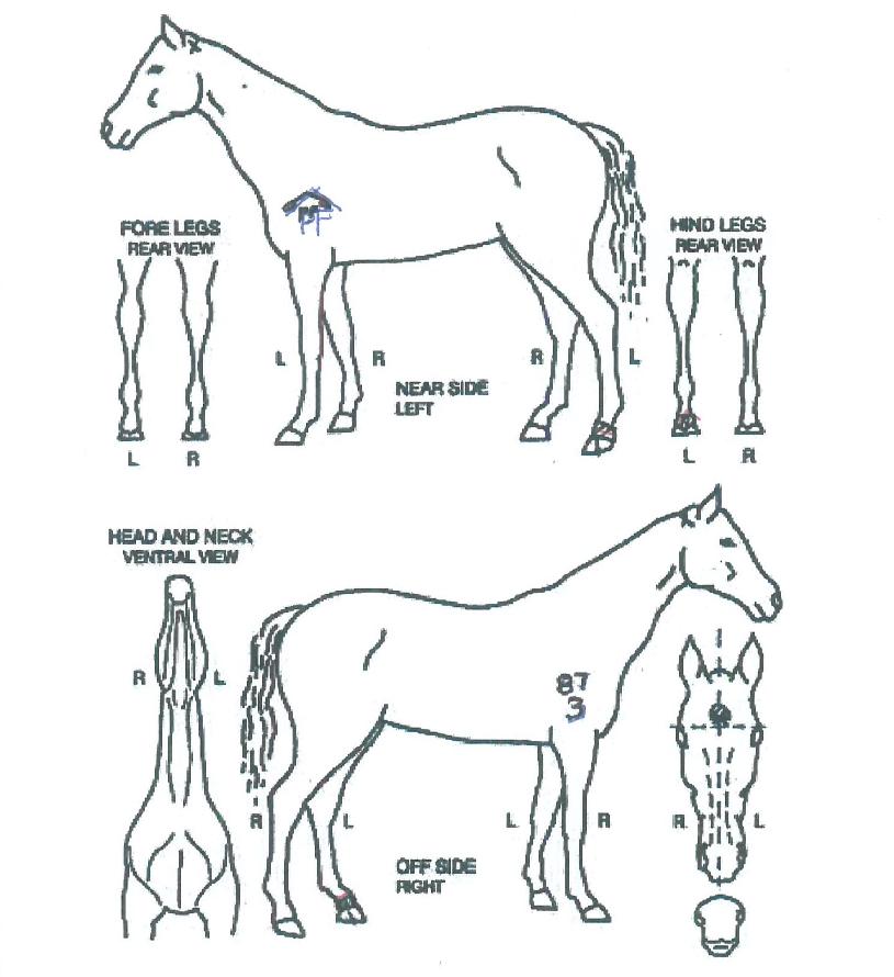 ������������ ����,���,�޸�,�λ�,�ٸ��� Ư¡����