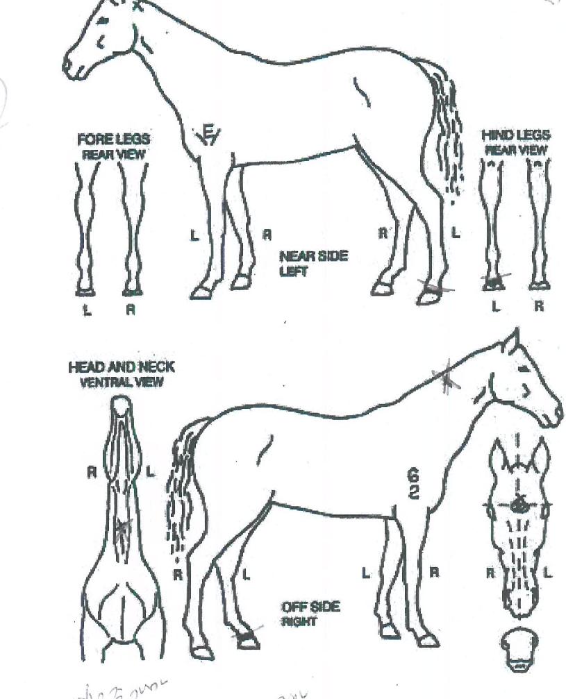 ��ų�� ����,���,�޸�,�λ�,�ٸ��� Ư¡����