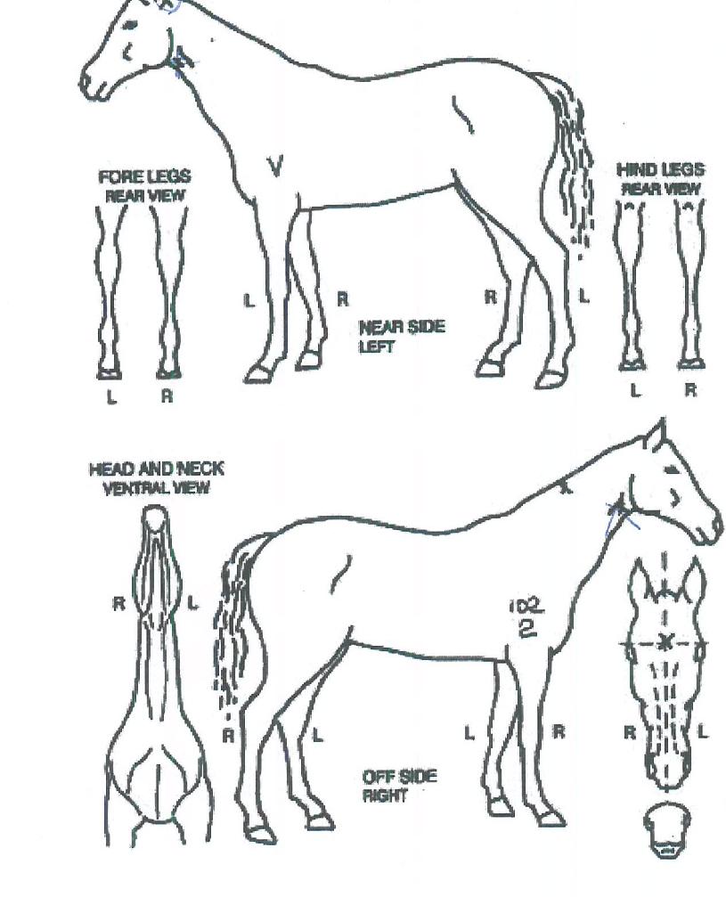 ��巡���� ����,���,�޸�,�λ�,�ٸ��� Ư¡����