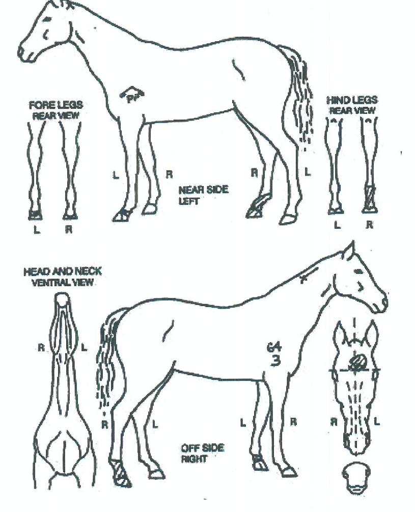 ¼ºÀº°ÀÚÀÇ Ãø¸é,¿ì¸é,µÞ¸é,µÎ»ó,´Ù¸®ÀÇ Æ¯Â¡µµÇØ