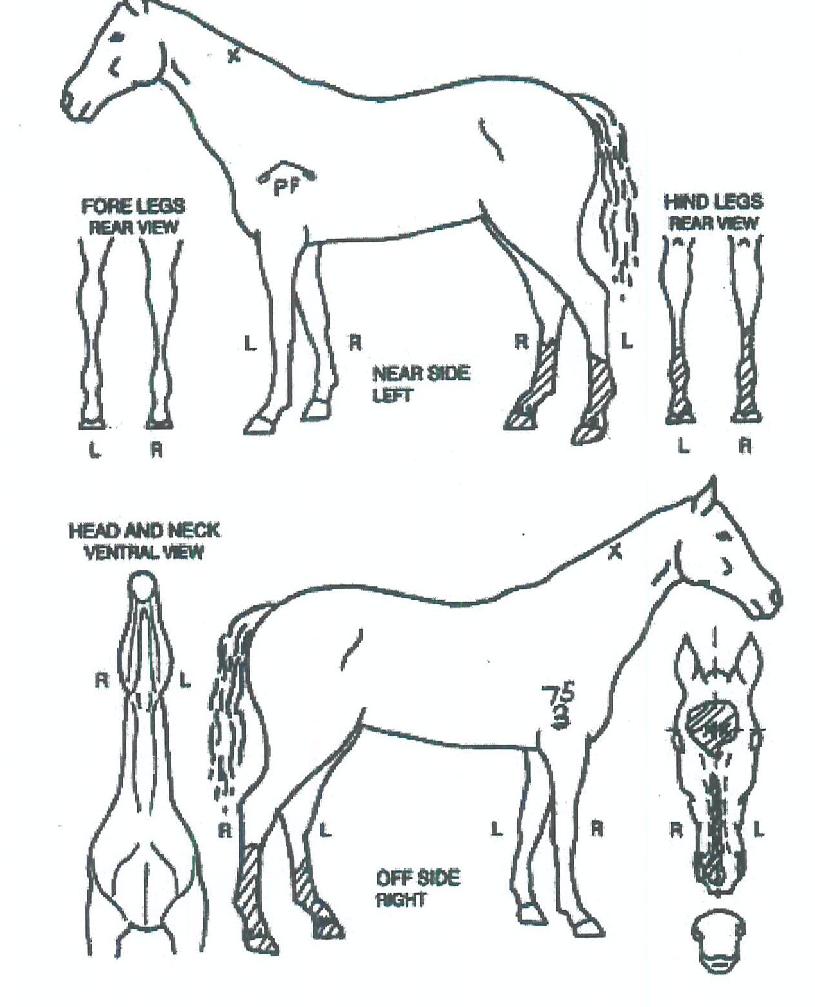 ´õÄÉÀÌÀÇ Ãø¸é,¿ì¸é,µÞ¸é,µÎ»ó,´Ù¸®ÀÇ Æ¯Â¡µµÇØ