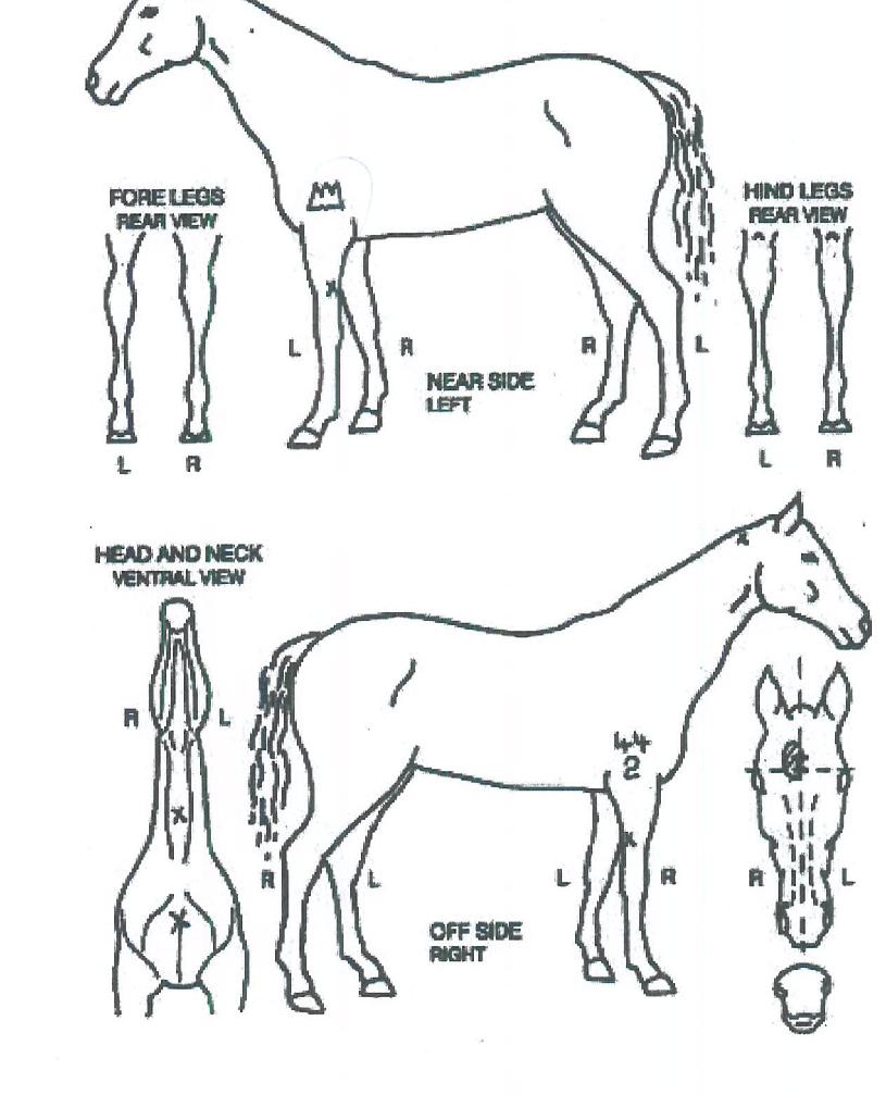 ���ڿ����� ����,���,�޸�,�λ�,�ٸ��� Ư¡����