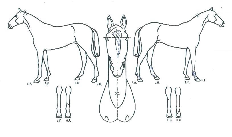 ���Ͻ�ȭ�� ����,���,�޸�,�λ�,�ٸ��� Ư¡����