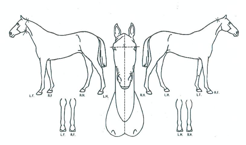 ������å�� ����,���,�޸�,�λ�,�ٸ��� Ư¡����