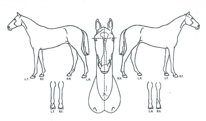 ��ö������ ����,���,�޸�,�λ�,�ٸ��� Ư¡����