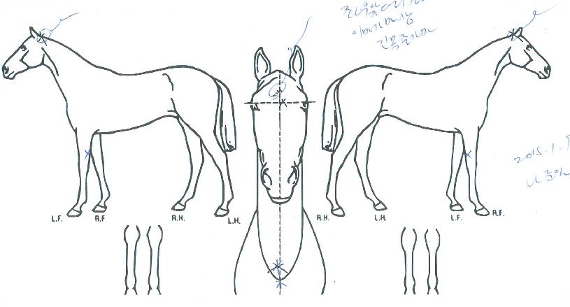 ¿À¿ùÇÞ»ìÀÇ Ãø¸é,¿ì¸é,µÞ¸é,µÎ»ó,´Ù¸®ÀÇ Æ¯Â¡µµÇØ