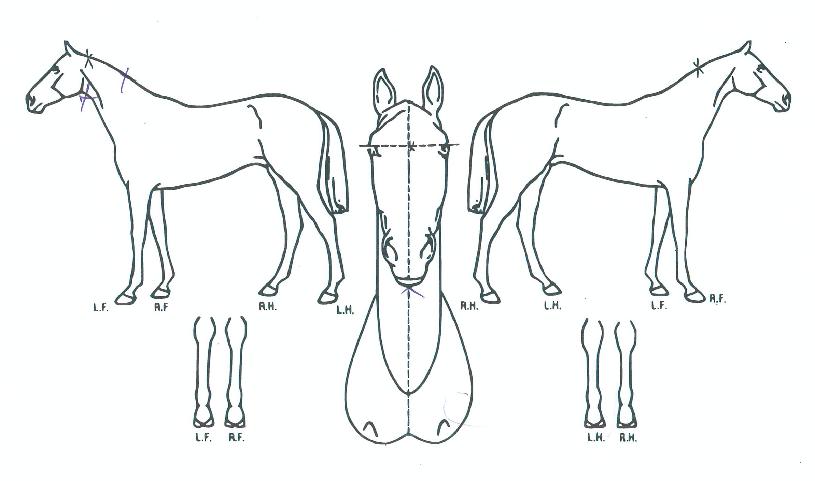 ºª´õ½ºÆ®·ÑÀÇ Ãø¸é,¿ì¸é,µÞ¸é,µÎ»ó,´Ù¸®ÀÇ Æ¯Â¡µµÇØ