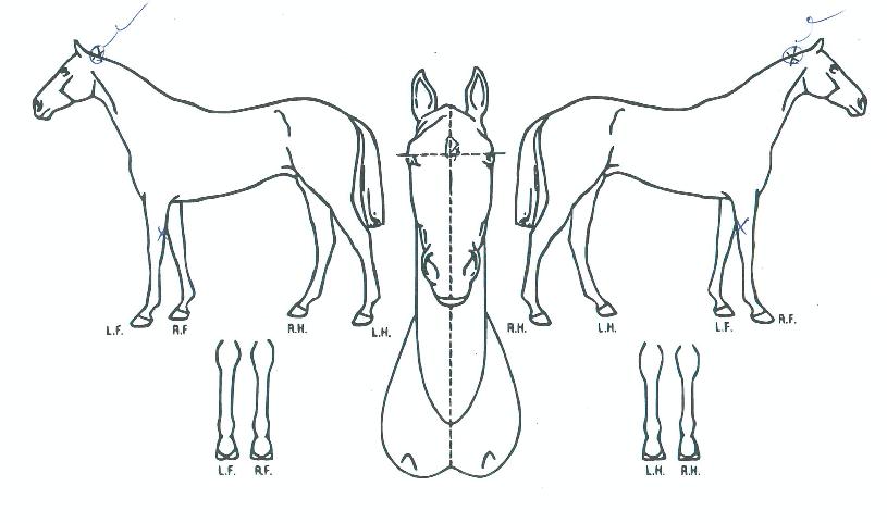 ÇÁ·ç°¥°ÔÀÓÀÇ Ãø¸é,¿ì¸é,µÞ¸é,µÎ»ó,´Ù¸®ÀÇ Æ¯Â¡µµÇØ