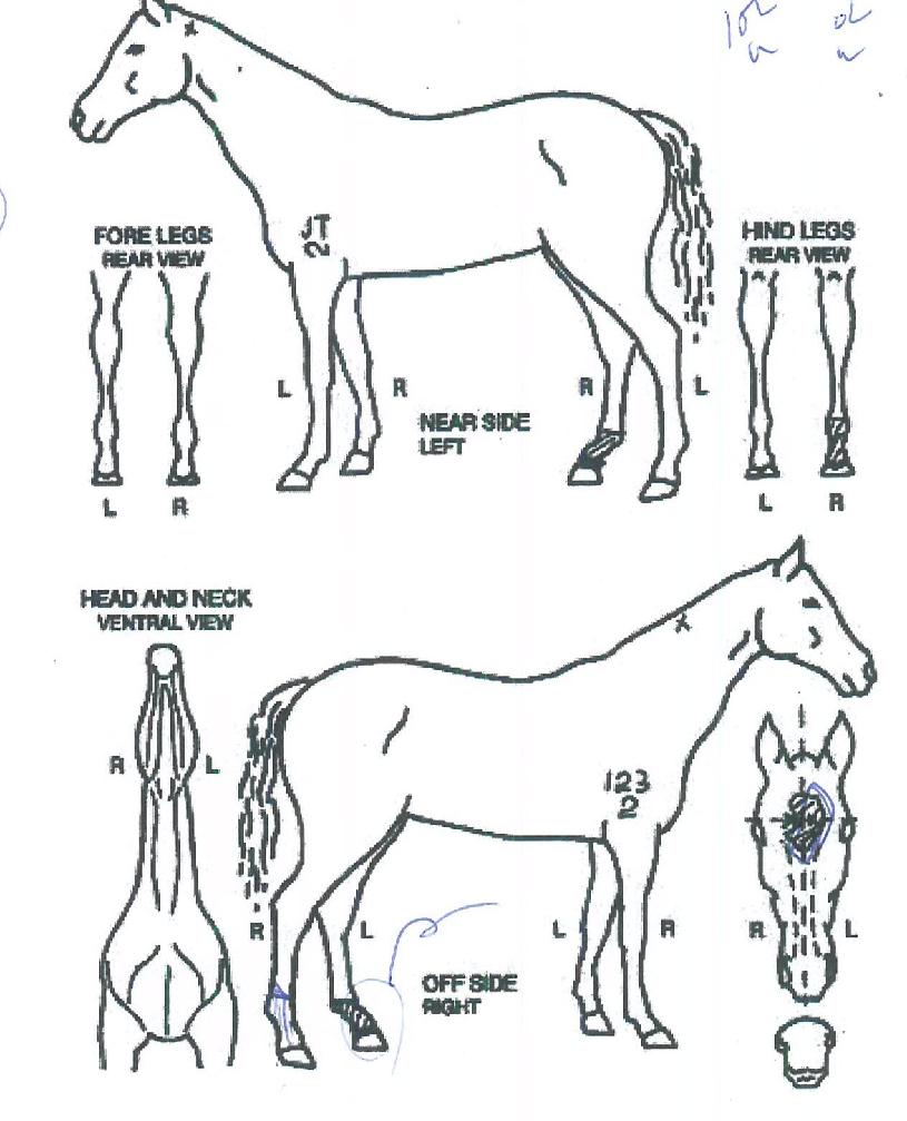 ÇØµ¿Ã»ÀÇ Ãø¸é,¿ì¸é,µÞ¸é,µÎ»ó,´Ù¸®ÀÇ Æ¯Â¡µµÇØ