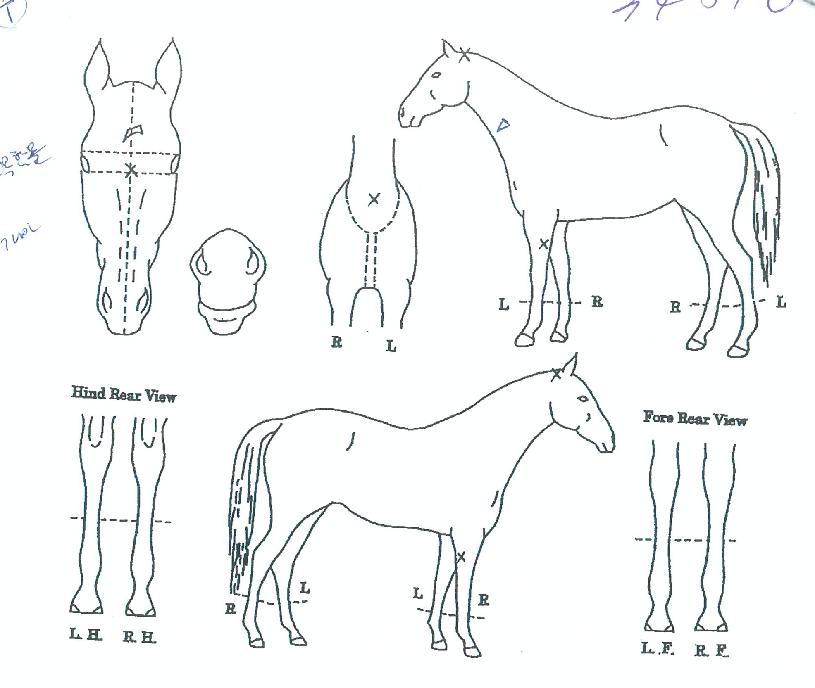 ���������� ����,���,�޸�,�λ�,�ٸ��� Ư¡����