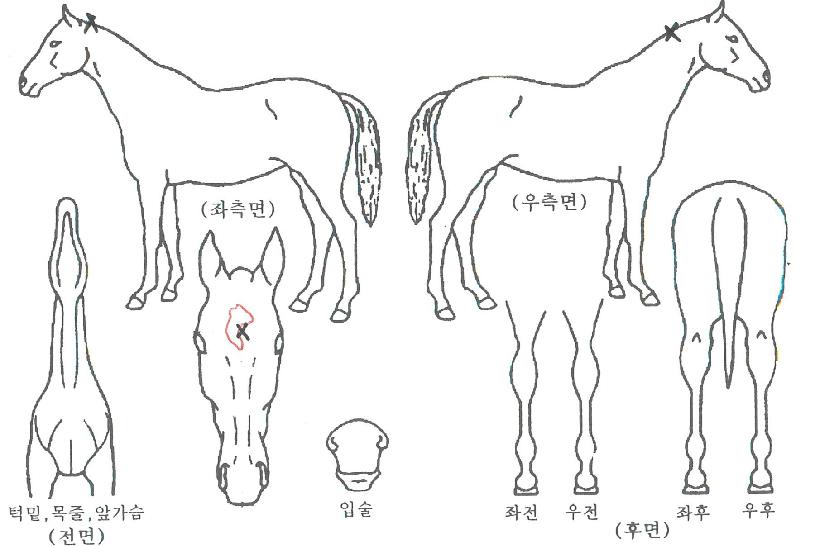 ���ιж���� ����,���,�޸�,�λ�,�ٸ��� Ư¡����