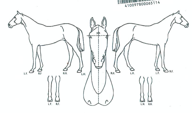 ¿¡ÄںνºÅÍÀÇ Ãø¸é,¿ì¸é,µÞ¸é,µÎ»ó,´Ù¸®ÀÇ Æ¯Â¡µµÇØ