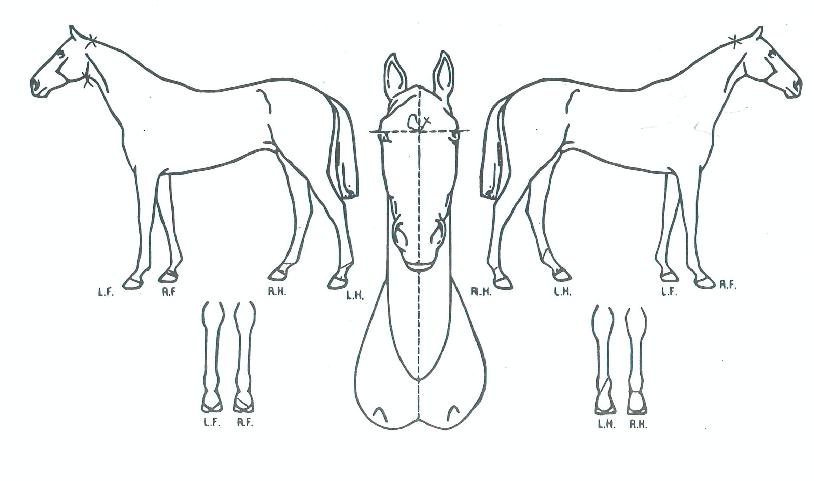 ��߼��� ����,���,�޸�,�λ�,�ٸ��� Ư¡����