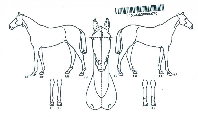 ¹éµÎõºÀÀÇ Ãø¸é,¿ì¸é,µÞ¸é,µÎ»ó,´Ù¸®ÀÇ Æ¯Â¡µµÇØ