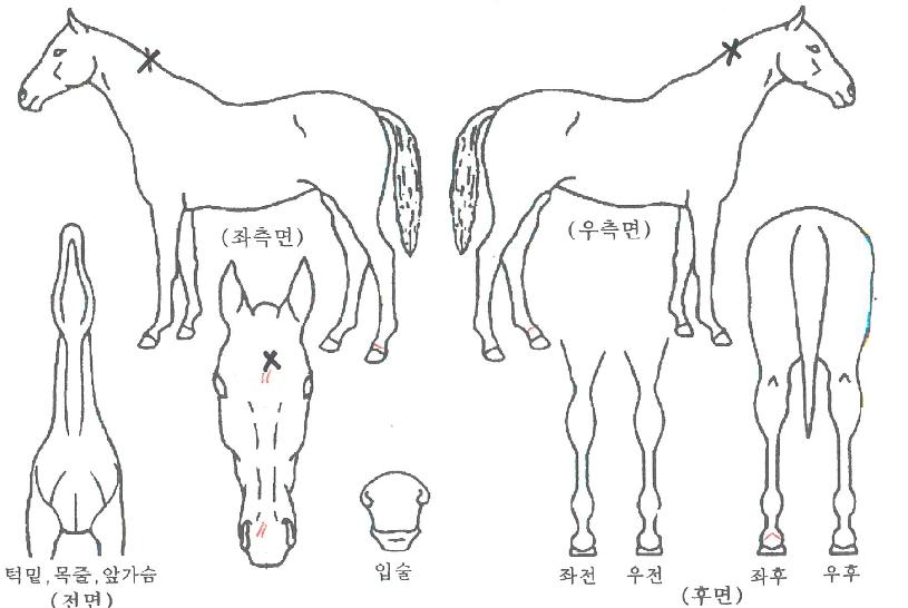 �н�Ʈ���÷��ù��� ����,���,�޸�,�λ�,�ٸ��� Ư¡����