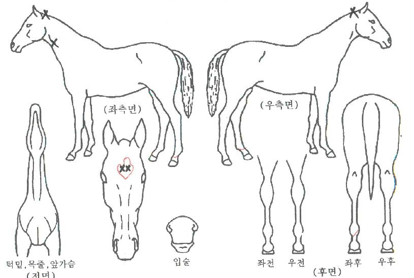 ºäÆ÷ÀÎÆ®ÀÇ Ãø¸é,¿ì¸é,µÞ¸é,µÎ»ó,´Ù¸®ÀÇ Æ¯Â¡µµÇØ