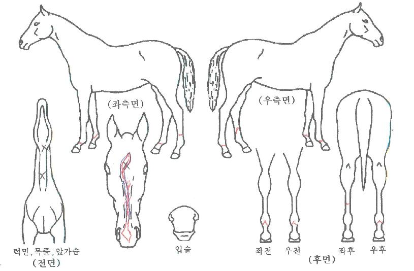 º°±×´ëÀÇ Ãø¸é,¿ì¸é,µÞ¸é,µÎ»ó,´Ù¸®ÀÇ Æ¯Â¡µµÇØ