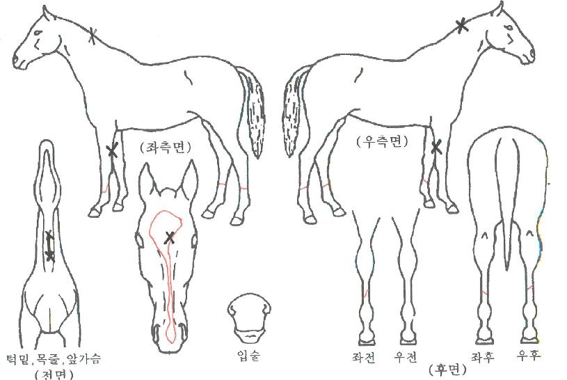 ������������� ����,���,�޸�,�λ�,�ٸ��� Ư¡����