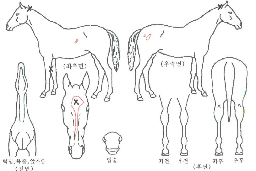 �ݸ����Ȧ�� ����,���,�޸�,�λ�,�ٸ��� Ư¡����