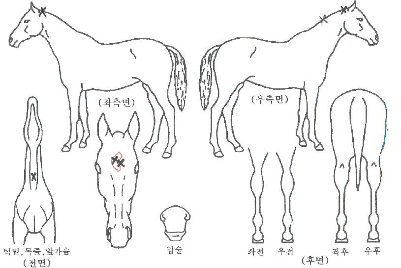 ����ƾ���� ����,���,�޸�,�λ�,�ٸ��� Ư¡����