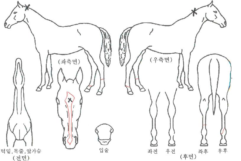 Á¨Æ²¸ÕÁî·ÎŶÀÇ Ãø¸é,¿ì¸é,µÞ¸é,µÎ»ó,´Ù¸®ÀÇ Æ¯Â¡µµÇØ