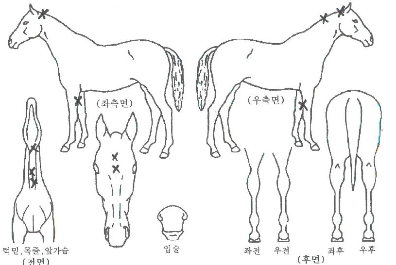 �����̹����� ����,���,�޸�,�λ�,�ٸ��� Ư¡����