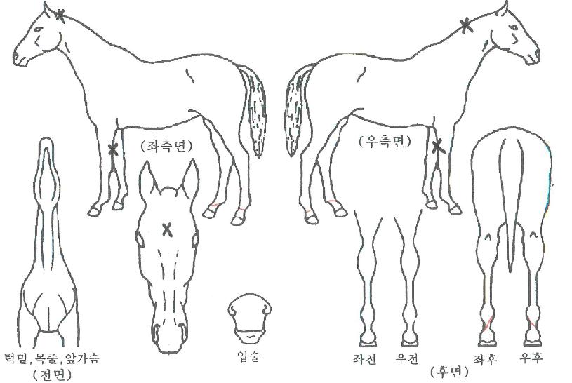 ÇÁ·ç°¥¶ôÀÇ Ãø¸é,¿ì¸é,µÞ¸é,µÎ»ó,´Ù¸®ÀÇ Æ¯Â¡µµÇØ