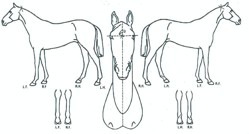 ü�������� ����,���,�޸�,�λ�,�ٸ��� Ư¡����