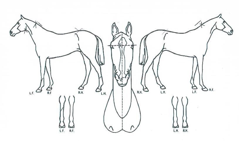 ºØ¸¶µå¸²ÀÇ Ãø¸é,¿ì¸é,µÞ¸é,µÎ»ó,´Ù¸®ÀÇ Æ¯Â¡µµÇØ