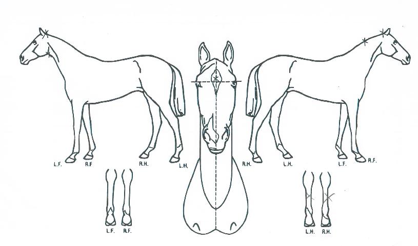 ¿ÕÀÇ´ë·ÎÀÇ Ãø¸é,¿ì¸é,µÞ¸é,µÎ»ó,´Ù¸®ÀÇ Æ¯Â¡µµÇØ