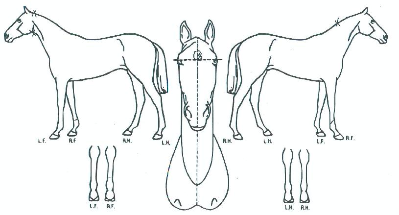 Á¤»óõ¸¶ÀÇ Ãø¸é,¿ì¸é,µÞ¸é,µÎ»ó,´Ù¸®ÀÇ Æ¯Â¡µµÇØ