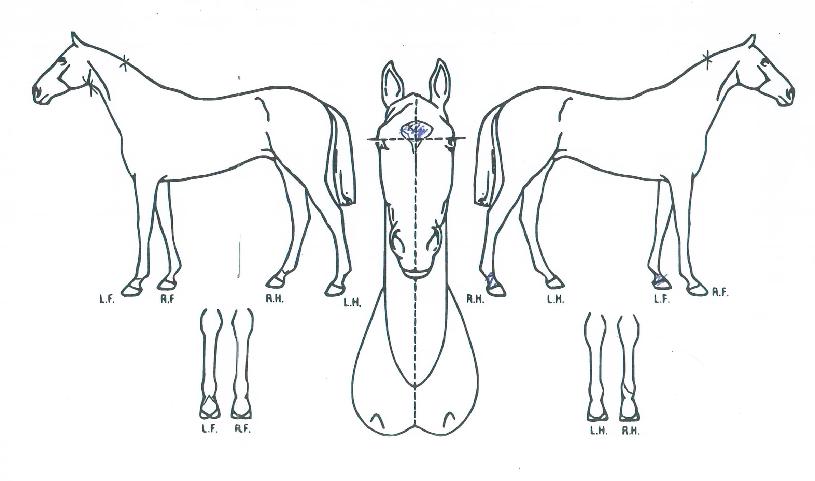 ����ö���� ����,���,�޸�,�λ�,�ٸ��� Ư¡����