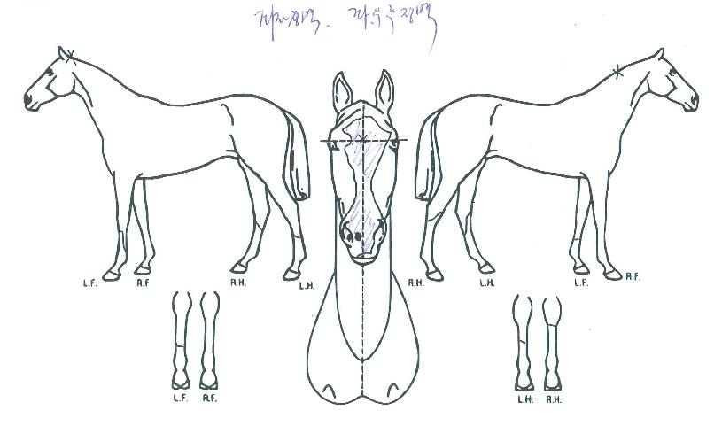 ��ī��ī�� ����,���,�޸�,�λ�,�ٸ��� Ư¡����