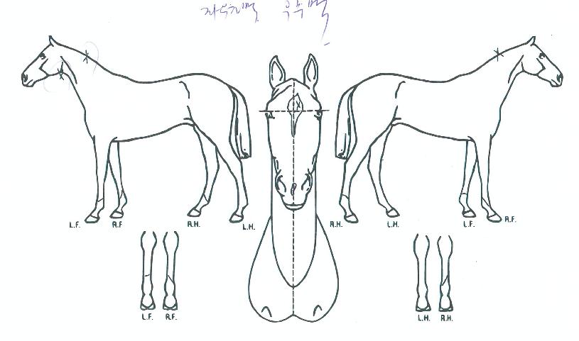 ���轺�� ����,���,�޸�,�λ�,�ٸ��� Ư¡����