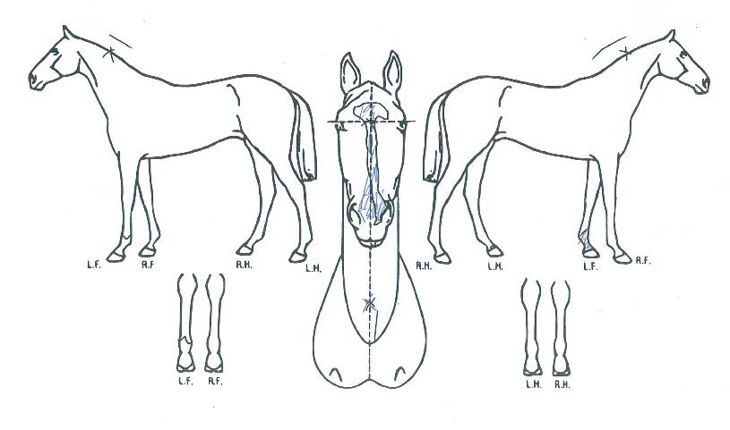 ����̴��� ����,���,�޸�,�λ�,�ٸ��� Ư¡����