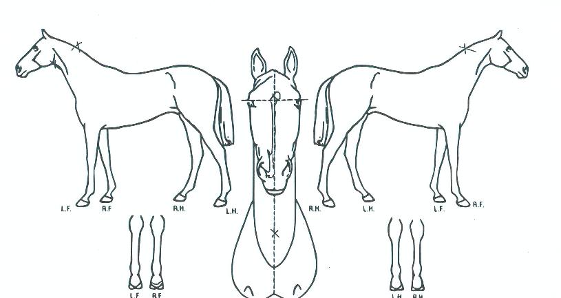 �Ѻ��帲�� ����,���,�޸�,�λ�,�ٸ��� Ư¡����