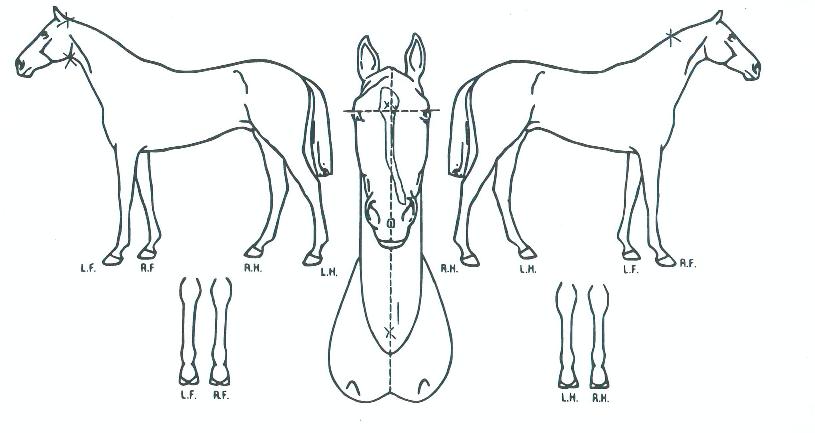 ·°Å°»þÀÌ´ÏÀÇ Ãø¸é,¿ì¸é,µÞ¸é,µÎ»ó,´Ù¸®ÀÇ Æ¯Â¡µµÇØ