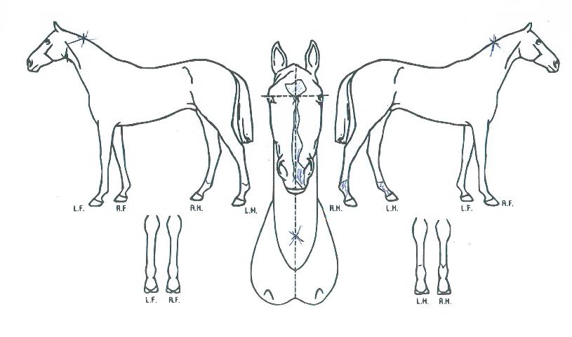 õÇàÀÇ Ãø¸é,¿ì¸é,µÞ¸é,µÎ»ó,´Ù¸®ÀÇ Æ¯Â¡µµÇØ