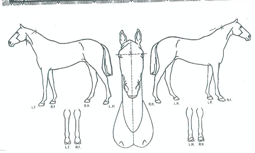 Æ÷¸Ó¹Ì¼ÇÀÇ Ãø¸é,¿ì¸é,µÞ¸é,µÎ»ó,´Ù¸®ÀÇ Æ¯Â¡µµÇØ