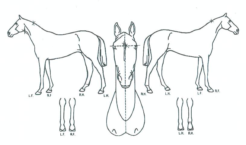 ÀººûȯÈñÀÇ Ãø¸é,¿ì¸é,µÞ¸é,µÎ»ó,´Ù¸®ÀÇ Æ¯Â¡µµÇØ