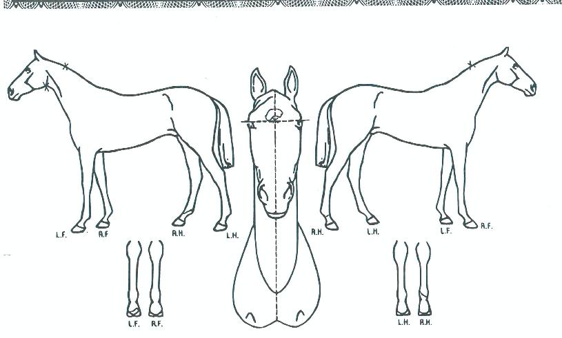 ���Ǳµ����� ����,���,�޸�,�λ�,�ٸ��� Ư¡����