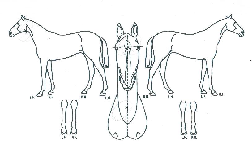 �����ϰ��� ����,���,�޸�,�λ�,�ٸ��� Ư¡����