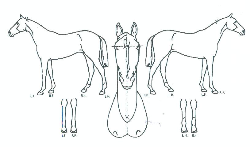 ���������� ����,���,�޸�,�λ�,�ٸ��� Ư¡����