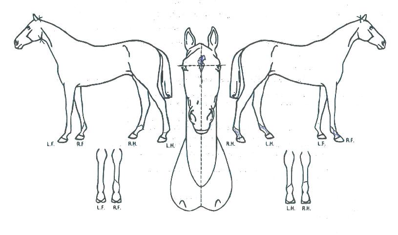 ��Ÿ���� ����,���,�޸�,�λ�,�ٸ��� Ư¡����