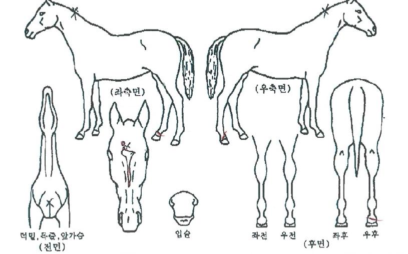 ź�������� ����,���,�޸�,�λ�,�ٸ��� Ư¡����