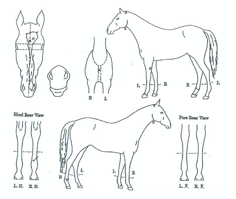 è�Ǿ�۷θ��� ����,���,�޸�,�λ�,�ٸ��� Ư¡����