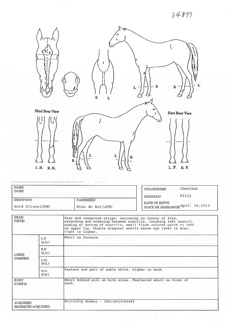 °ñµåºí·çÀÇ Ãø¸é,¿ì¸é,µÞ¸é,µÎ»ó,´Ù¸®ÀÇ Æ¯Â¡µµÇØ