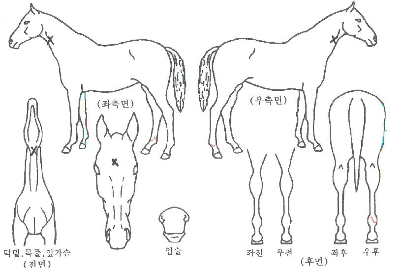 ¹ÐŰ½º¸¶ÀÏÀÇ Ãø¸é,¿ì¸é,µÞ¸é,µÎ»ó,´Ù¸®ÀÇ Æ¯Â¡µµÇØ